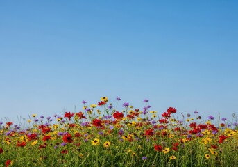 Obraz premium A lush green meadow bursts with a variety of wild flowers in shades of red, yellow, and purple under a clear blue summer sky at noon, greenery, flora, beauty