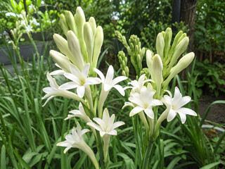 Fototapeta premium Beautiful white tuberose flowers blooming on stalks in the garden
