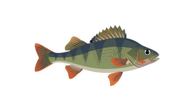 Detailed scientific illustration of a European perch fish with green stripes and vibrant orange fins on white.