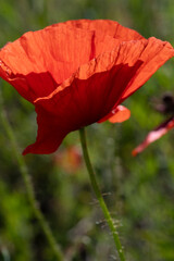 Fototapeta premium wild red beautiful poppy flower blossoming at field at sunny day. macro