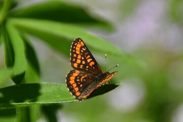 Naklejka premium A cute multi colored scarce fritillary on a green leaf.