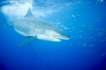 Great white shark in the Pacific Ocean © willtu