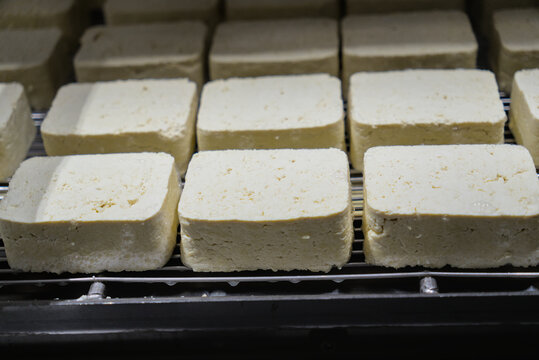 Fresh tofu cheese blocks moving in rows on industrial conveyor line
