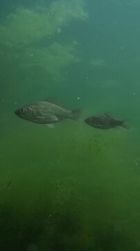 Crucian carp (Carassius carassius) swims in murky green water of marsh, surrounded by underwater hornwort (Ceratophyllum) plants and filamentous algae (Spirogyra) in this natural freshwater ecosystem