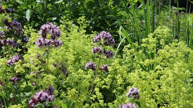 Blooming purple oregano flowers and yellow wildflower background in summer