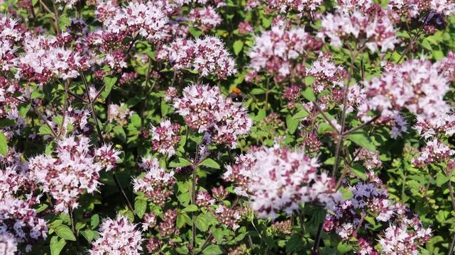 Bumblebee gathering nectar on blooming pink oregano flowers close up