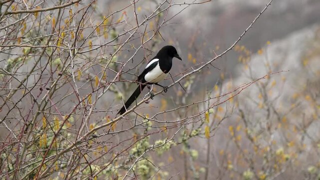 Wild Eurasian Magpie (Pica pica) calling and taking off from a bare branch