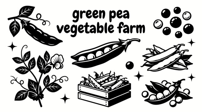 fresh green pea plants growing in a fertile vegetable farm with climbing vines agricultural landscape harvesting season and sustainable cultivation environment
