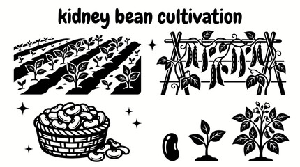 healthy kidney bean plants growing across fertile farmland with agricultural fields harvesting season rural scenery and sustainable crop production environment © Ethan