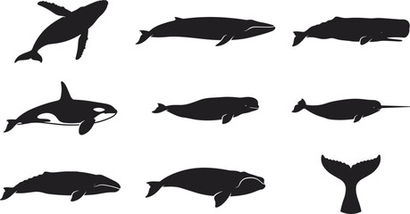 Whale Silhouette Collection Vector Set with Ocean Mammals, Orca, Narwhal, Sperm Whale and Marine Wildlife Illustration Pack © Minara