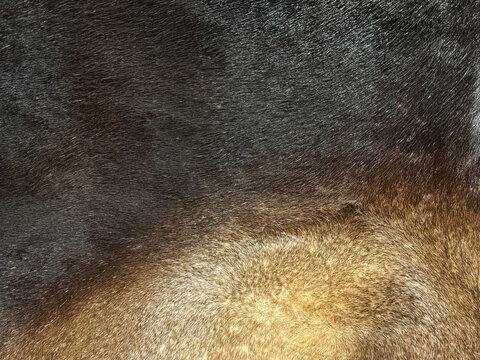 Close up of animal cow fur skin made into a rug or carpet. Commonly known as cowhide rug. This becomes an interior decoration for vintage or industrial vibes. Seamless background texture.