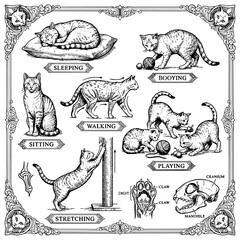 Educational anatomy and behavior chart of domestic cats with behavior, skeleton © SJ STOR