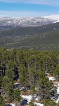 Vertical video from drone flying over  mountain cedar forest with view mount Sarlyk. Altai republic.