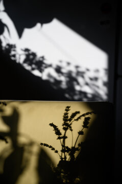 Shadows at home
