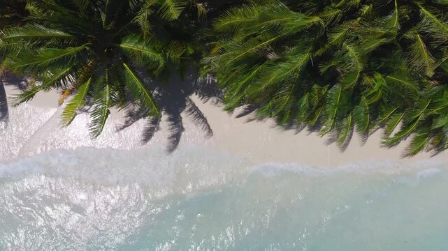 Aerial view of Dhigurah island, Maldives. Coconut palms line white sand as gentle waves roll and palm fronds sway. Sunlight sparkles on a shallow turquoise lagoon.