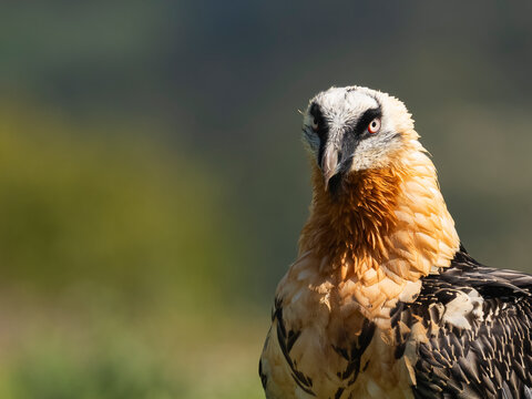 Bearded Vulture Portrait Close Up  