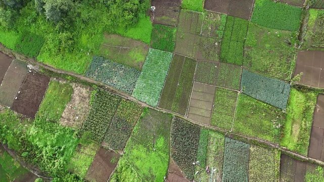 Drone footage flying above cultivated vegetable fields and farmland arranged in geometric patterns. Aerial view of rural agriculture, crop production and sustainable farming landscape.