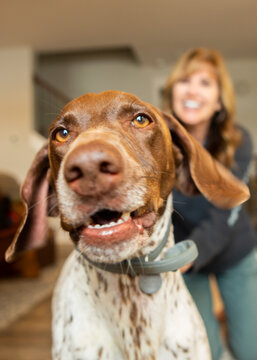 Happy Woman Playing with German Shorthaired Pointer