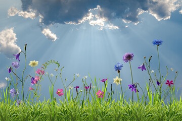 Summer floral meadow with different wild flowers © firewings