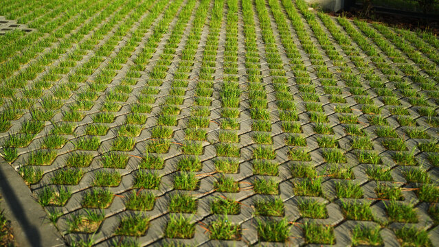Permeable paving with green grass growing through interlocking concrete pavers, an eco-friendly sustainable surface