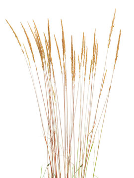 Mature dried prairie Junegrass (Koeleria macrantha) stems isolated on white