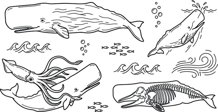 Ocean whale vector line icon element set featuring sperm whale skeleton giant squid waves and fish school