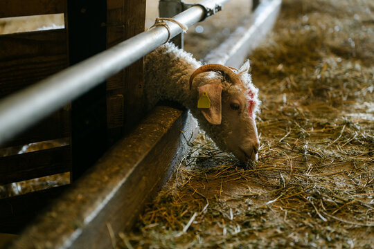 Angora kid goat on a farm 