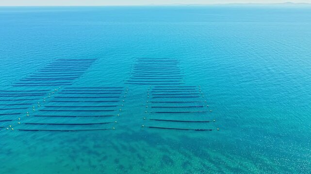 Mussel farm is seen in water with long lines set in rows for growing mussels. Clear blue water covers the area under a bright sun. The setup appears organized and structured.