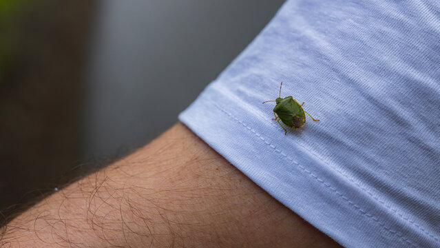 Green shield bug resting on a person's sleeve in a close-up macro view