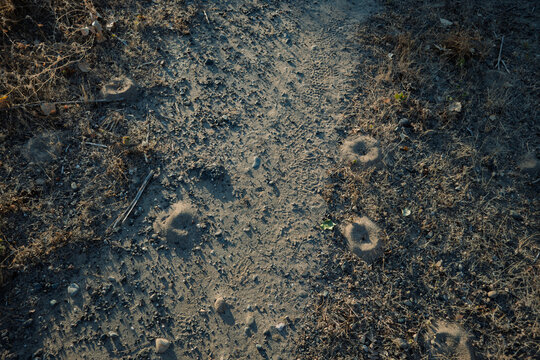 Several small sandy anthills stand scattered along a dirt trail