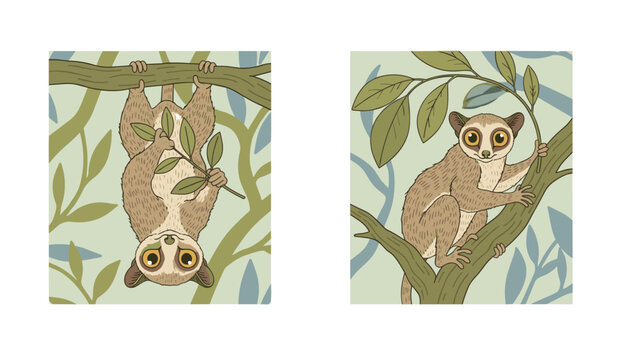 Adorable slender loris lemurs climbing on tree branches in their natural wild habitat, presented in a set of two panels.