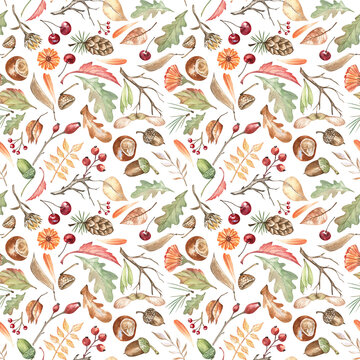 Watercolor fall botanical seamless pattern with oak leaves, twigs, acorns, chestnuts, pine cones, berries, and maple seeds. Colorful forest-themed design with hand-drawn elements isolated on white