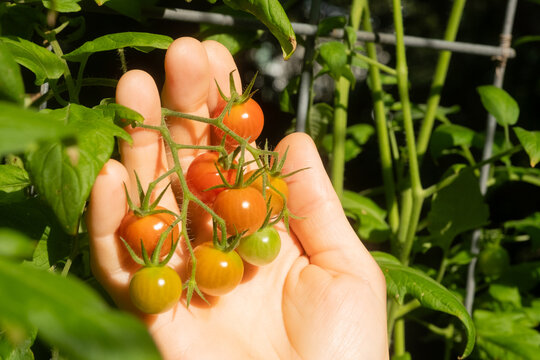 Hand holding ripe cherry tomatoes on garden vine