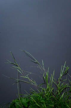 Grass on the water