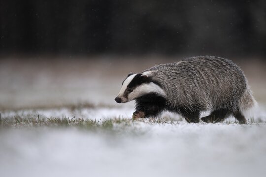 European badger (Meles meles) in winter, running, Eifel, Rhineland-Palatinate, Germany