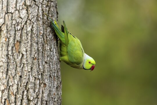 Rose-ringed parakeet (Psittacula krameri) on a tree trunk, wildlife, Germany