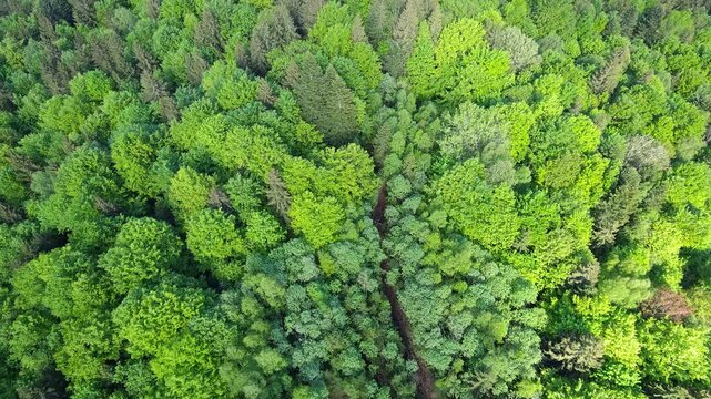 High angle view of dense green forest canopy from above