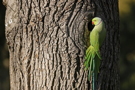Rose-ringed parakeet (Psittacula krameri) hanging from a tree at the brood den, wildlife, Germany