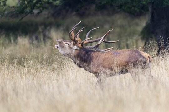 Red Deer (Cervus elaphus), stag, Klampenborg, Copenhagen, Denmark