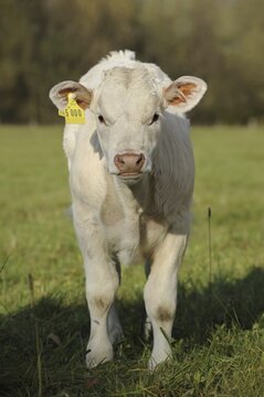 Charolais cattle (Bos primigenius taurus), calf on a pasture, North Rhine-Westphalia, Germany