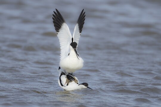 Pied avocet (Recurvirostra avosetta) two adult wading birds in love mating on a lagoon in spring, RSPB Titchwell nature reserve, Norfolk, England, United Kingdom