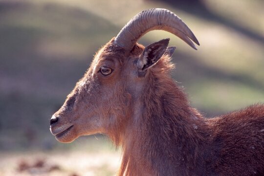 Indian Tahr (Hemitragus), Gaenserndorf Safari Park, Vienna, Austria, Europe