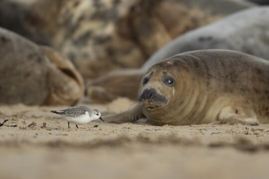 Grey seal (Halichoerus grypus) adult animal on a beach watching a Sanderling wading bird, Norfolk, England, United Kingdom