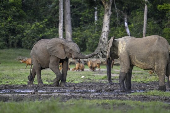 Forest elephants (Loxodonta cyclotis) and bongo antelopes (Tragelaphus eurycerus) in the Dzanga Bai forest clearing, Dzanga-Ndoki National Park, Unesco World Heritage Site, Dzanga-Sangha Complex of Protected Areas (DSPAC), Sangha-Mba&eacute;r&eacute; Prefecture, Central African Republic