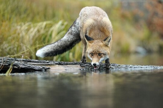 Red fox (Vulpes vulpes) standing on the bank by a pond, Czech Republic