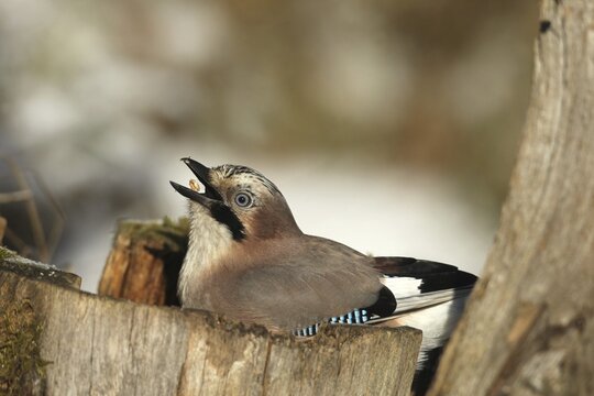 Eurasian Jay (Garrulus glandarius) throws corn (Zea Mays) into its beak during winter feeding in the forest, Allg&auml;u, Bavaria, Germany, Allg&auml;u, Bavaria, Germany