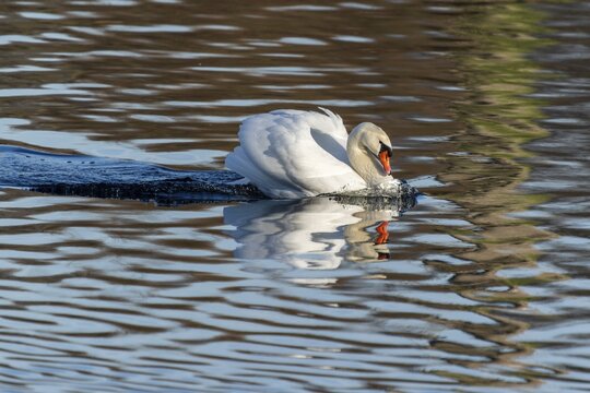 A swan in the water, head lowered, creates light waves and reflections, Mute Swan, (cygnus olor), wildlife, Germany