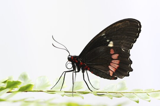 Parides butterfly or Parides moth (Parides iphidamas) against a white background, captive, occurring in Central and South America