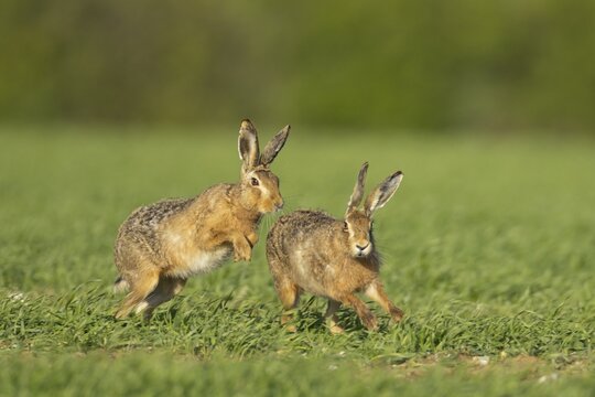 Brown hare (Lepus europaeus) two adult animals running in a farmland cereal field in springtime with a male chasing a female, Norfolk, England United Kingdom