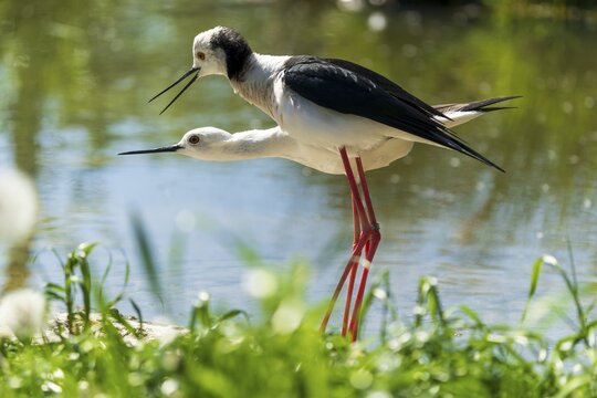 Two birds in close-up in mating position at the water's edge, Black-winged Stilt (Himantopus himantopus), France